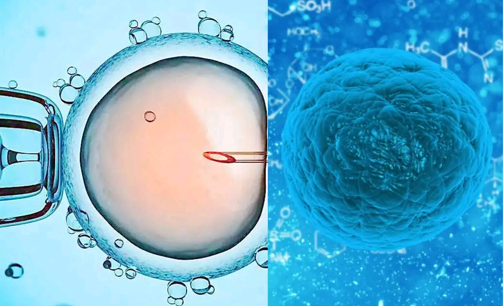 温州代孕费用与双歧杆菌三联菌使用指南