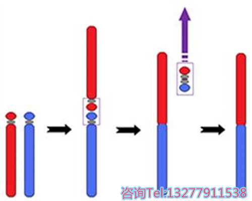 孕妇饮用过期牛奶对胎儿发育的影响及应对措施