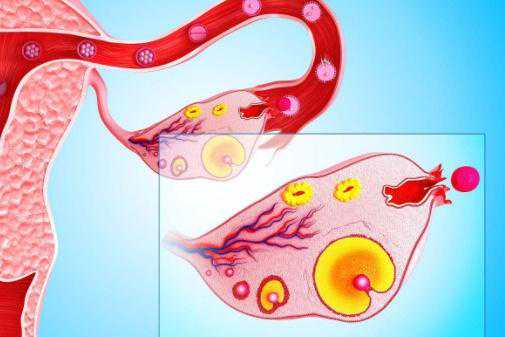 试管优胚移植成功率与影响因素解析